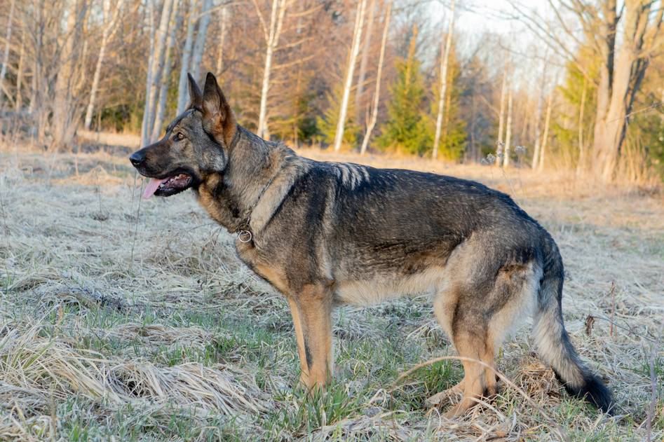 Blog author reviewing working dog food ingredients